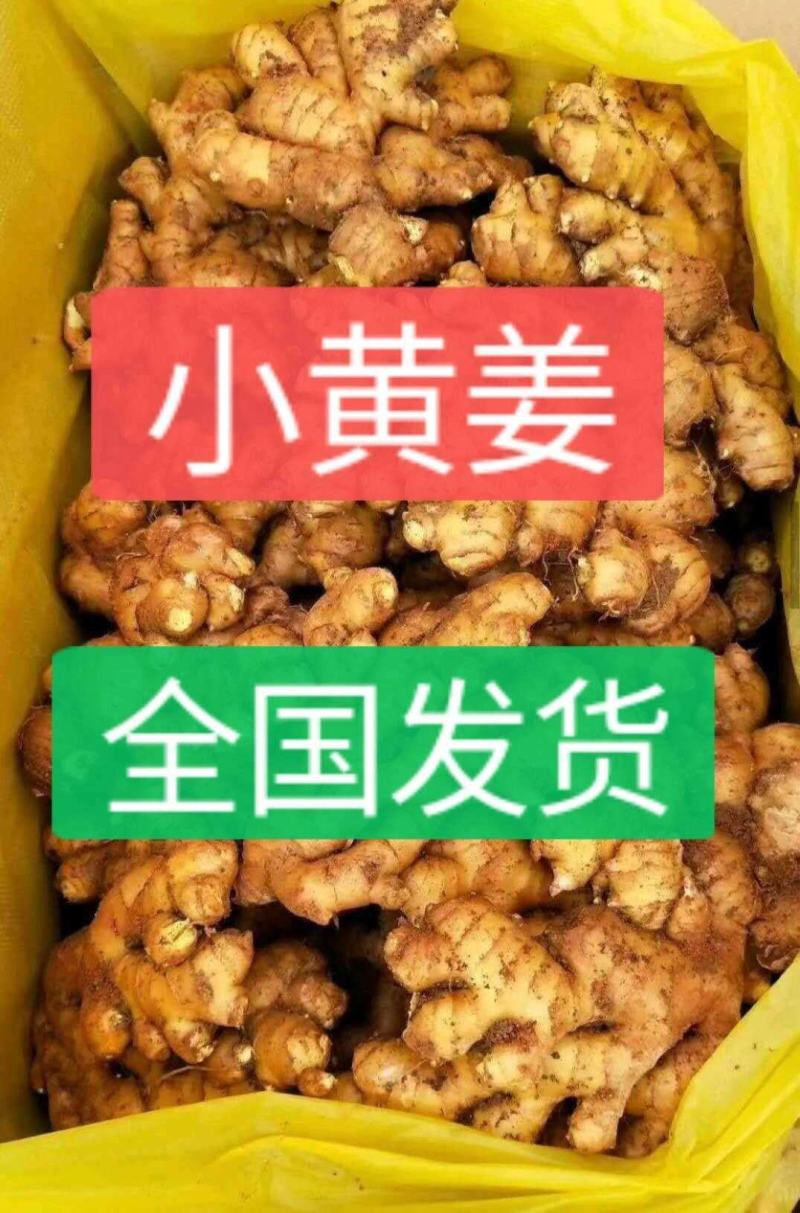 生姜小黄姜/产地批发【坏烂包赔/常年有货】全国发货