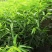桃树苗新品种价格早中晚熟的桃树苗正在预定中