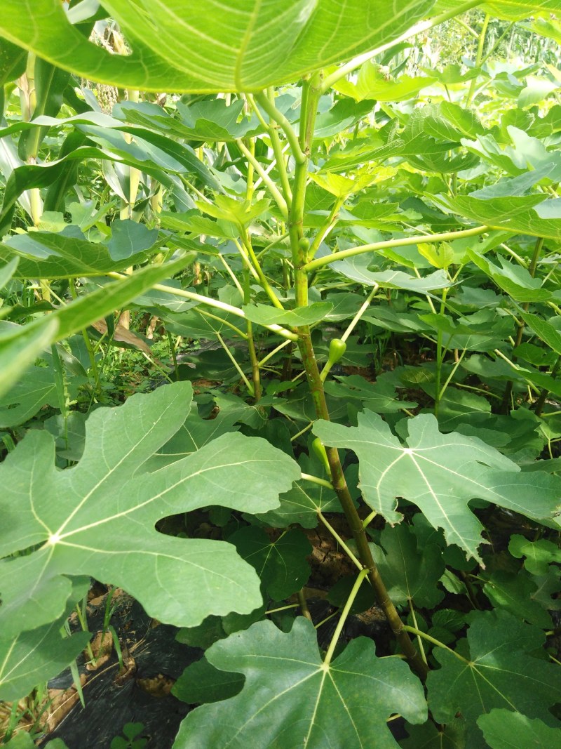 波姬红布兰瑞克无花果苗优质品种基地直发南方北方皆可种植