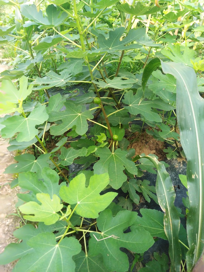 波姬红布兰瑞克无花果苗优质品种基地直发南方北方皆可种植