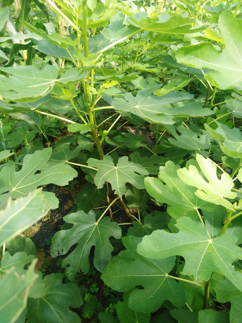 波姬红布兰瑞克无花果苗优质品种基地直发南方北方皆可种植