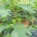 波姬红布兰瑞克无花果苗优质品种基地直发南方北方皆可种植
