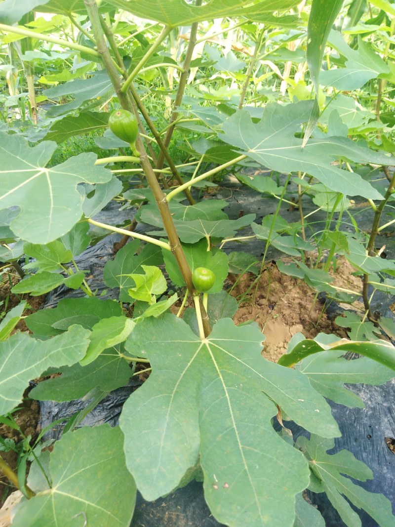 波姬红布兰瑞克无花果苗优质品种基地直发南方北方皆可种植
