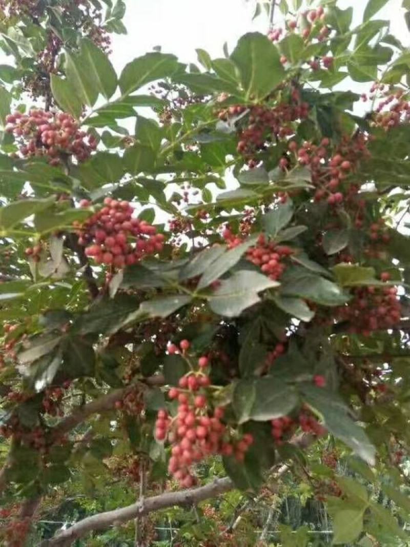 大红袍花椒苗花椒苗各类品种苗齐全，产地直销，提供技术指导