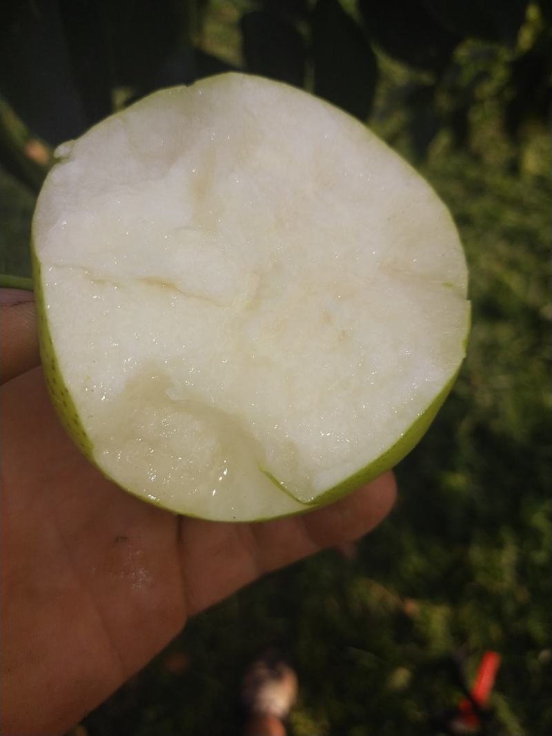 优质红香酥梨，果型优美，囗感清脆！精品丘陵皇冠梨！