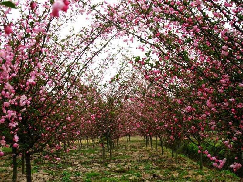 海棠垂丝海棠小叶垂丝海棠3/10元4/18元5/40清田