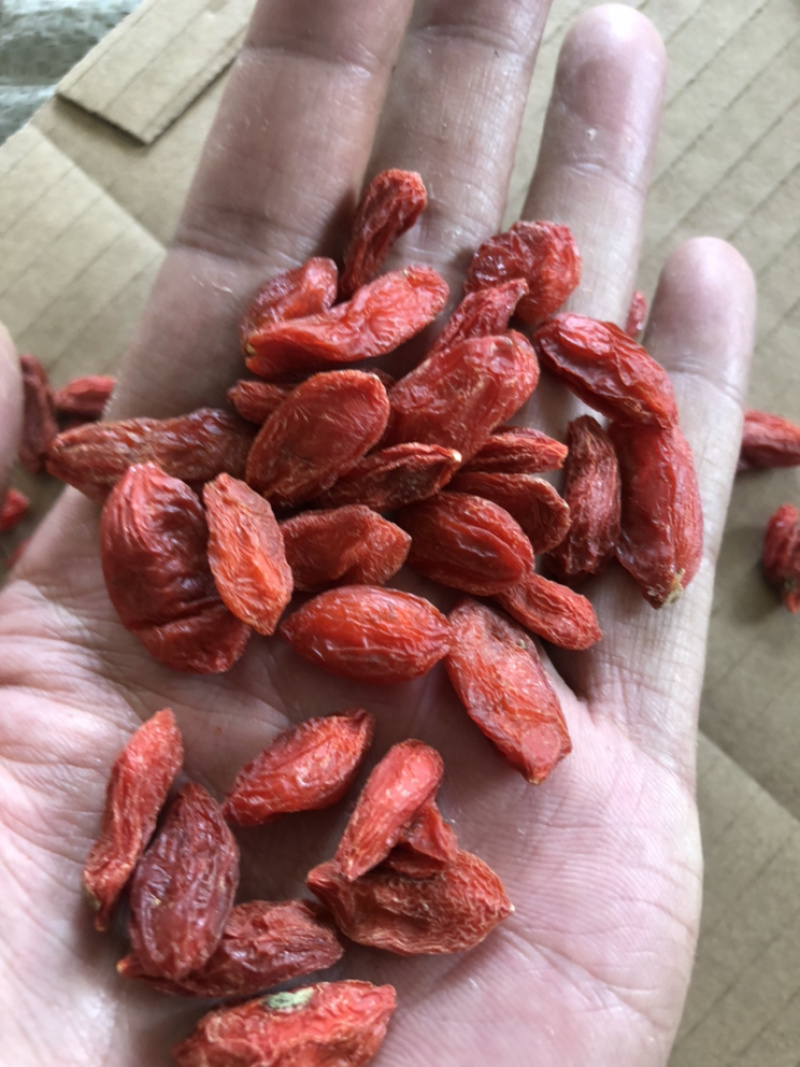 红枸杞一返色暗好货干净无杂质中果