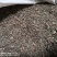 旱莲草河北干货人工种植2斤起包邮