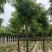 6-15公分香花槐出售绿曦苗圃香花槐基地