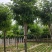 6-15公分香花槐出售绿曦苗圃香花槐基地