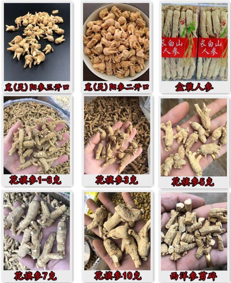 姬松茸大朵云南野生蘑菇菌子