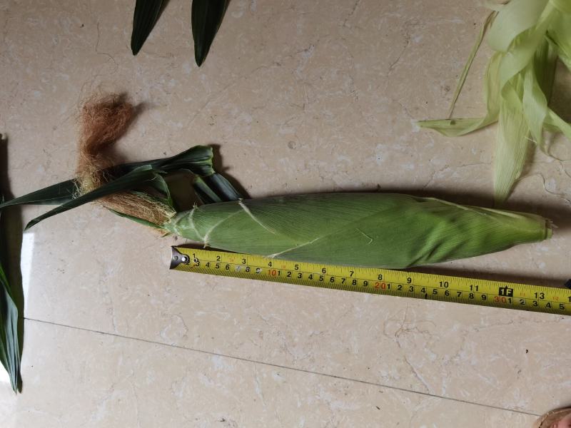 河南糯玉米，白糯玉米，香糯适口，无中间商，个大皮绿