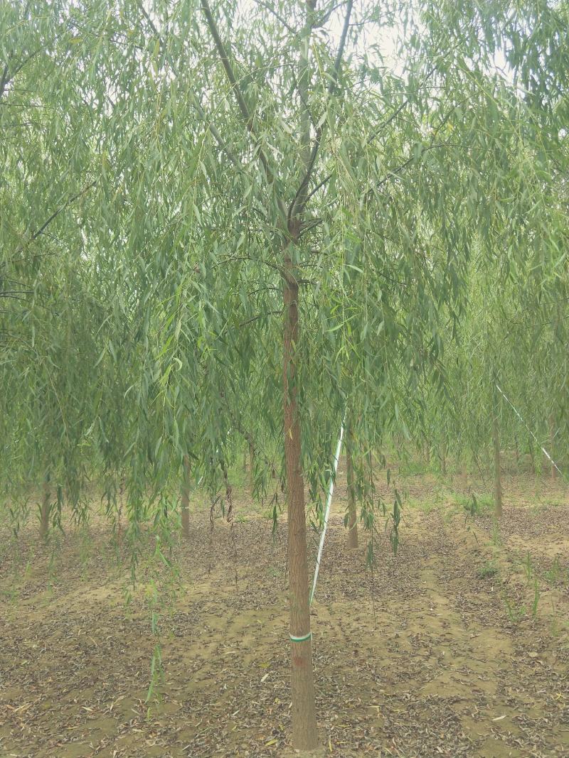 垂柳小苗价格，河北垂柳小苗，河北保定垂柳基地