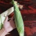 糯玉米万糯2000个头大，口感好，质量好，皮绿，保质保量