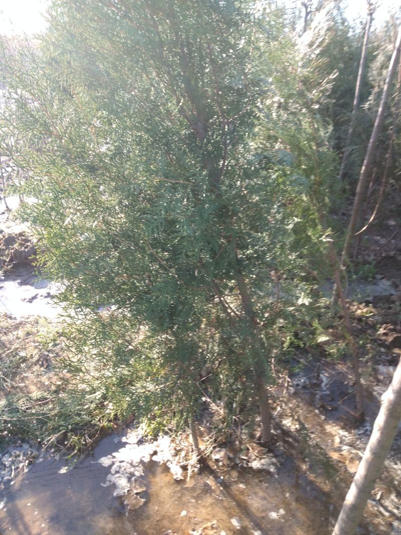 山东侧柏苗12杯苗柏树苗侧柏苗18杯苗种类齐全产地直销