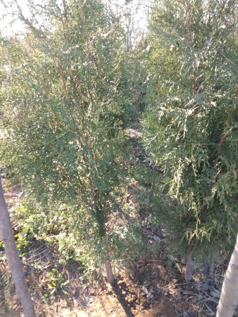 山东侧柏苗12杯苗柏树苗侧柏苗18杯苗种类齐全产地直销