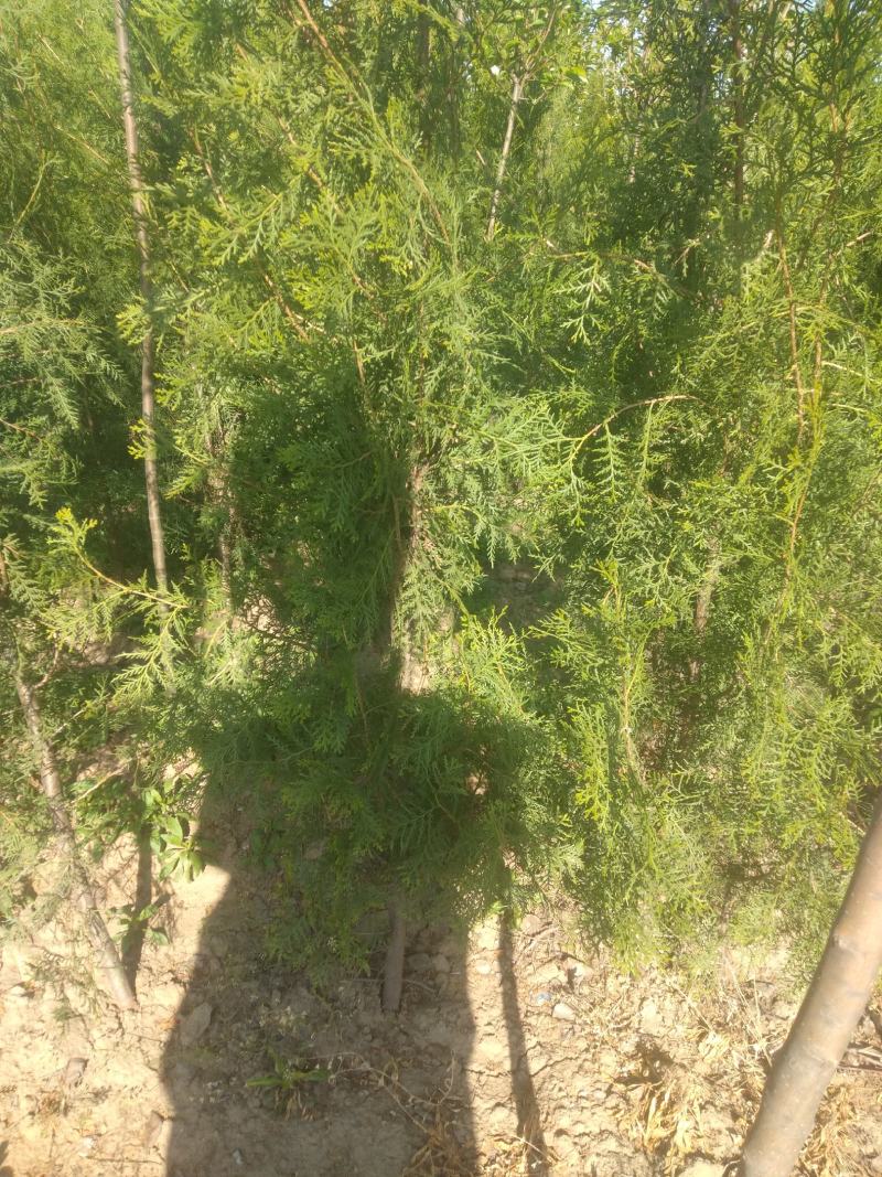 山东侧柏苗12杯苗柏树苗侧柏苗18杯苗种类齐全产地直销