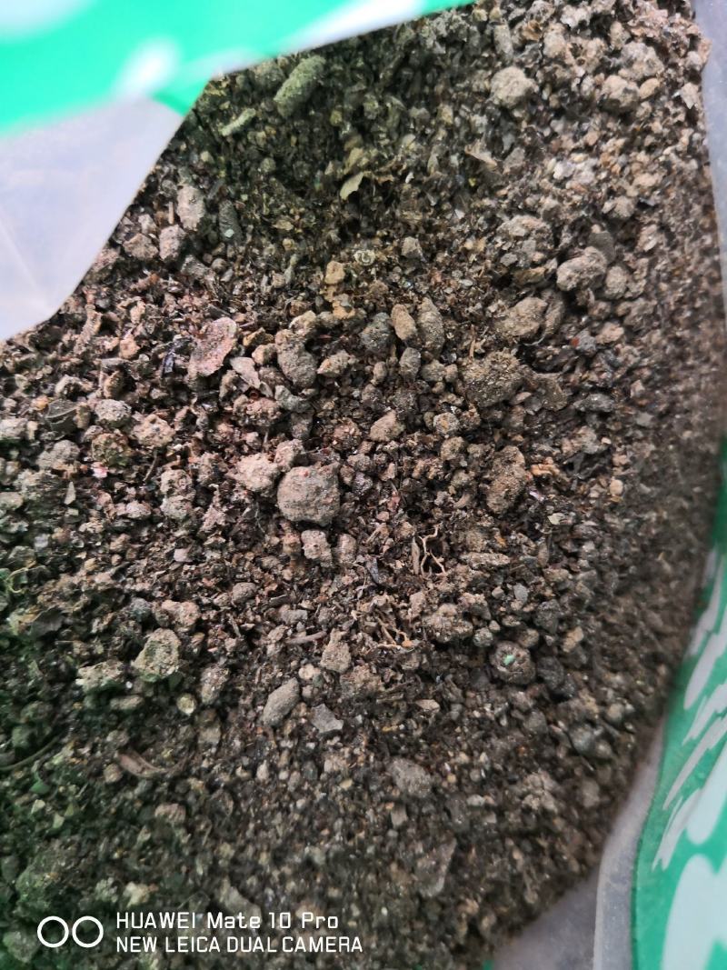夜明砂干货中药材用量大从优经营各种中药材
