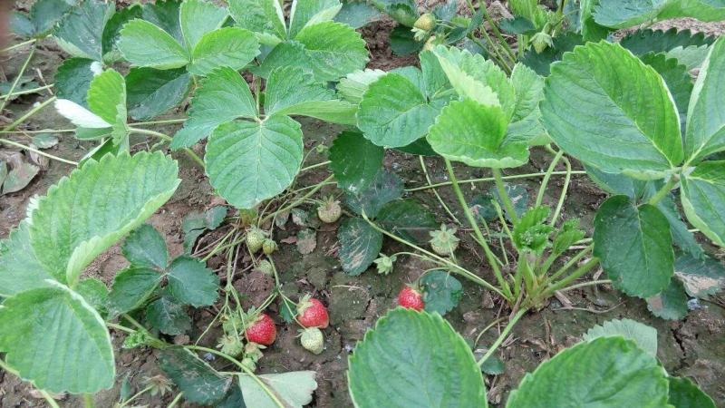 甜宝草莓苗章姬红颜妙香7号草莓苗产地提供技术指导