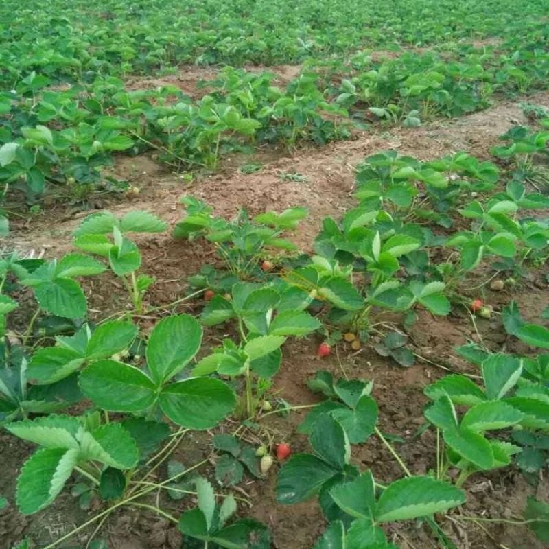 甜宝草莓苗章姬红颜妙香7号草莓苗产地提供技术指导