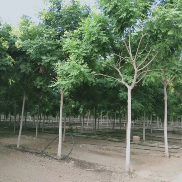 5公分栾树价格8公分栾树价格河北栾树基地