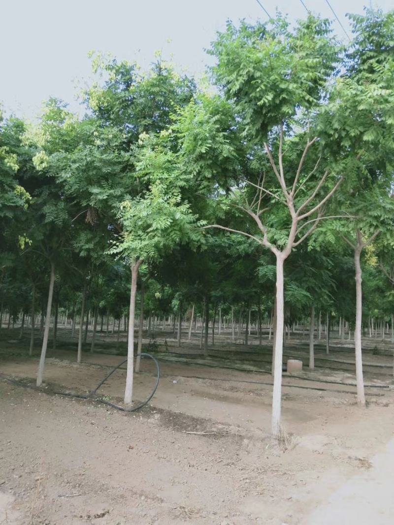 5公分栾树价格8公分栾树价格河北栾树基地