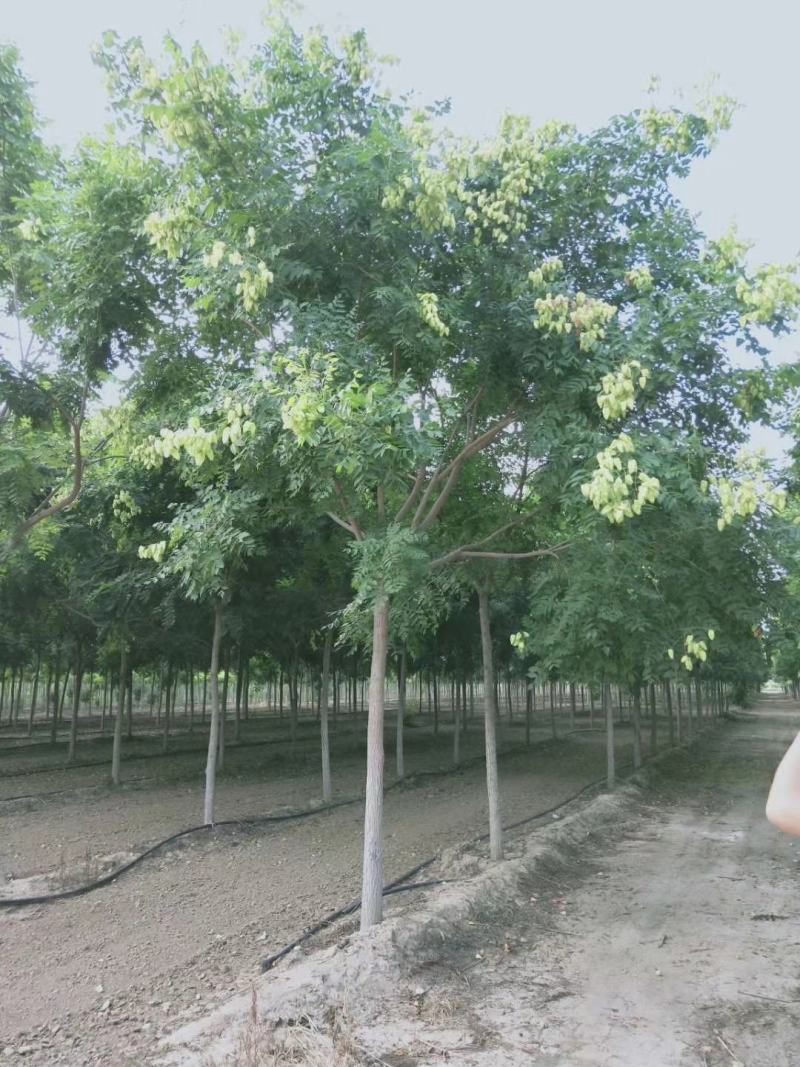 5公分栾树价格8公分栾树价格河北栾树基地