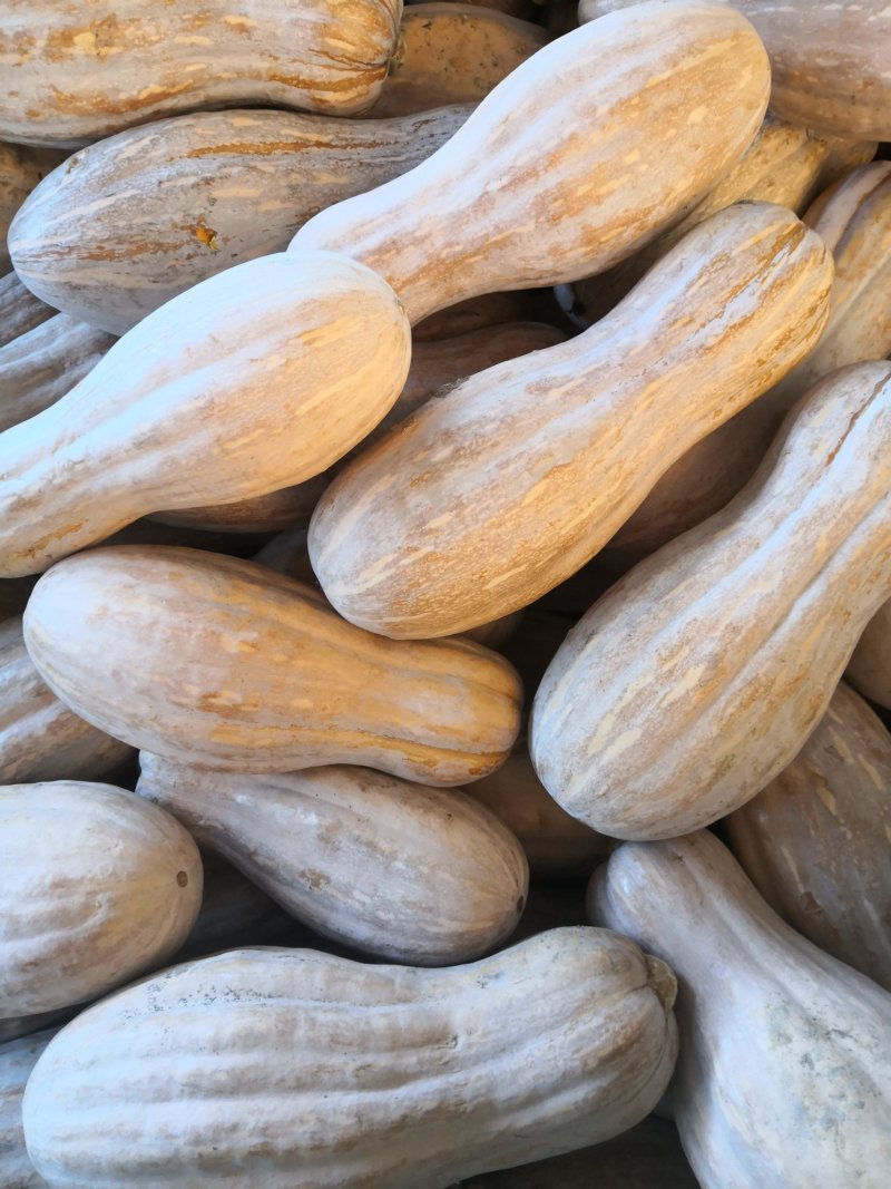 密本老南瓜，口感好，个头大