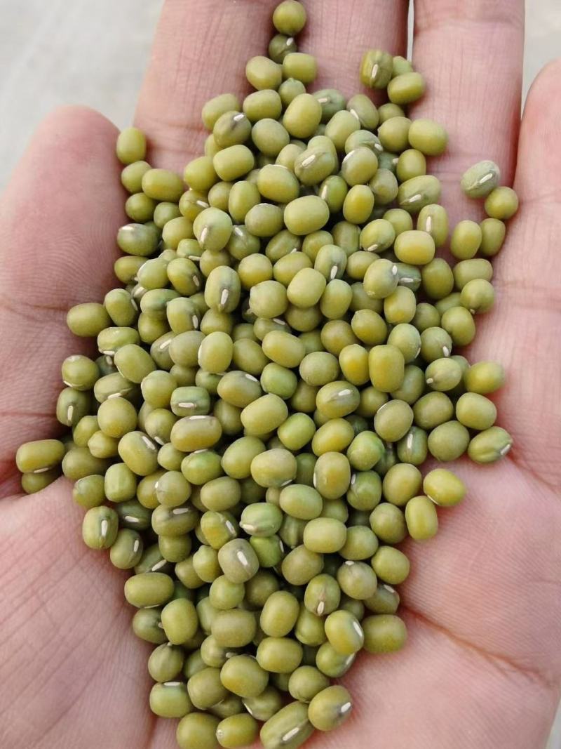 谷子，毛绿豆，油葵，油菜籽质量等级分明，等几分价格