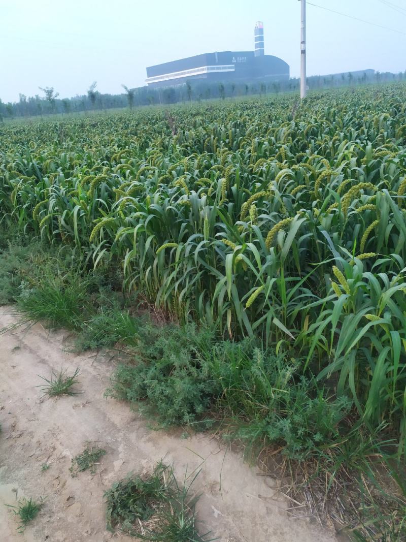 谷子，毛绿豆，油葵，油菜籽质量等级分明，等几分价格