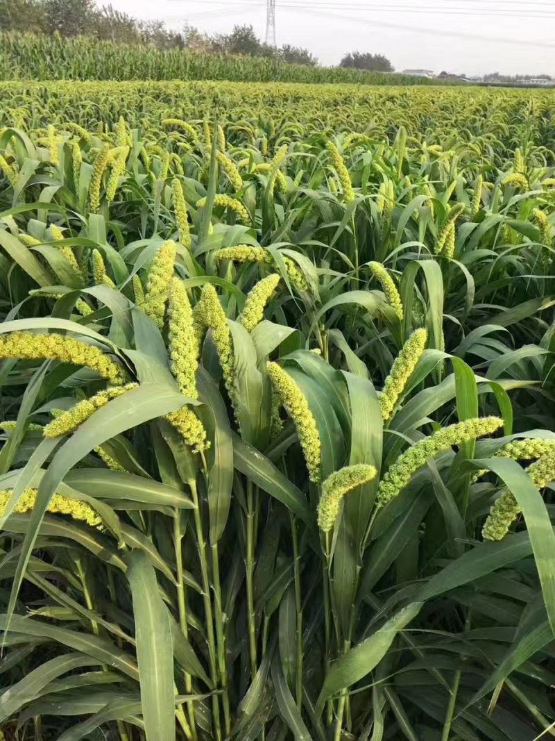 谷子，毛绿豆，油葵，油菜籽质量等级分明，等几分价格