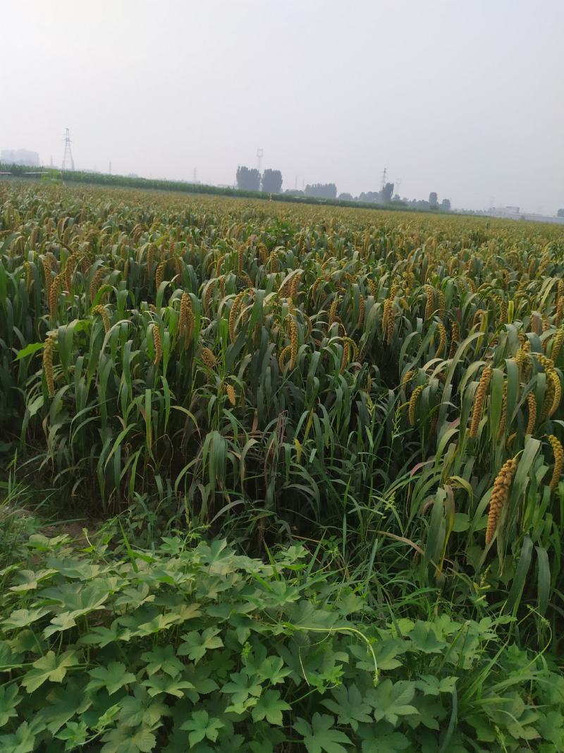 谷子，毛绿豆，油葵，油菜籽质量等级分明，等几分价格