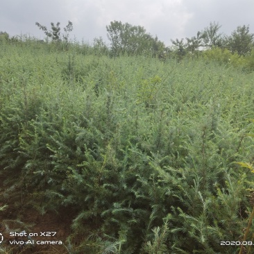 昭通森旺苗圃种植合作社专业培育优质雪松苗，欢迎订购