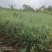昭通森旺苗圃种植合作社专业培育优质雪松苗，欢迎订购