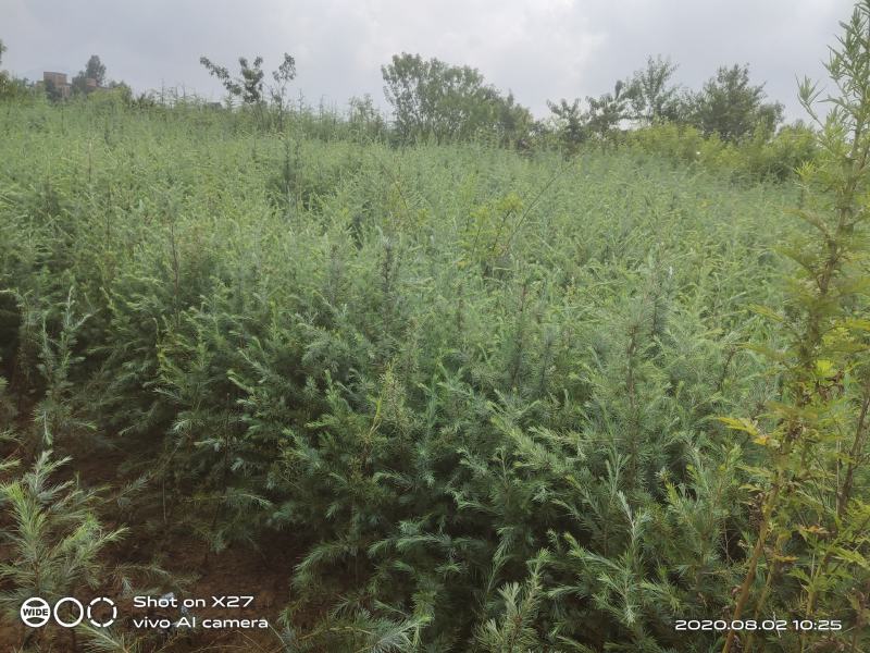 昭通森旺苗圃种植合作社专业培育优质雪松苗，欢迎订购