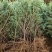 昭通森旺苗圃种植合作社专业培育优质雪松苗，欢迎订购