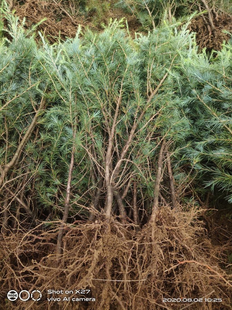 昭通森旺苗圃种植合作社专业培育优质雪松苗，欢迎订购