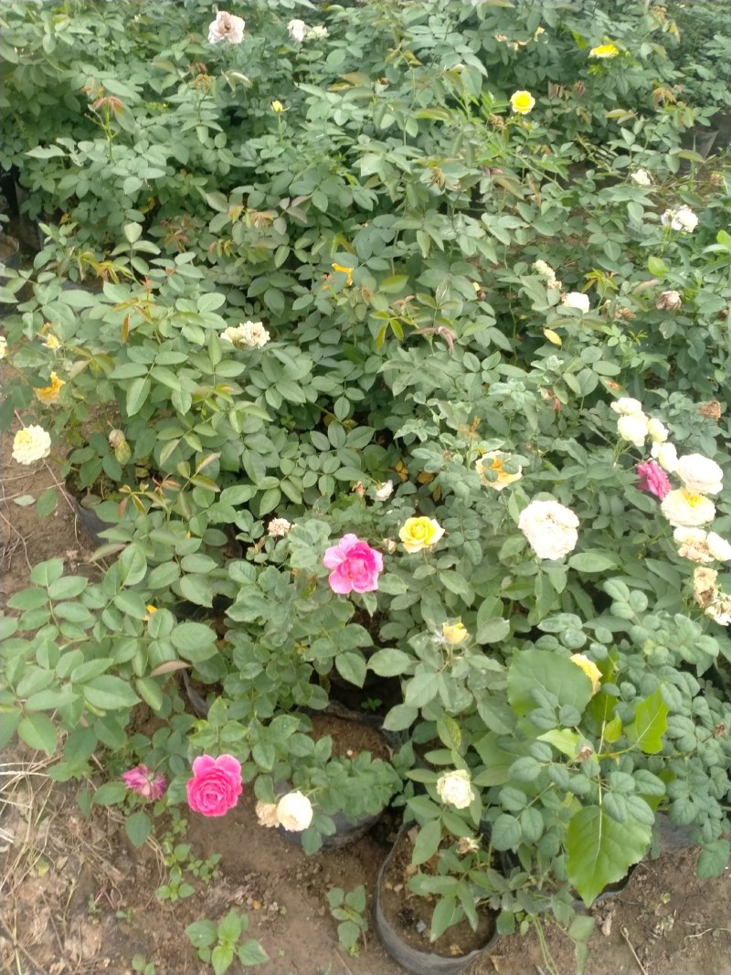 玫瑰苗20~30cm玫瑰花苗大花带花苞花卉观花绿植物盆