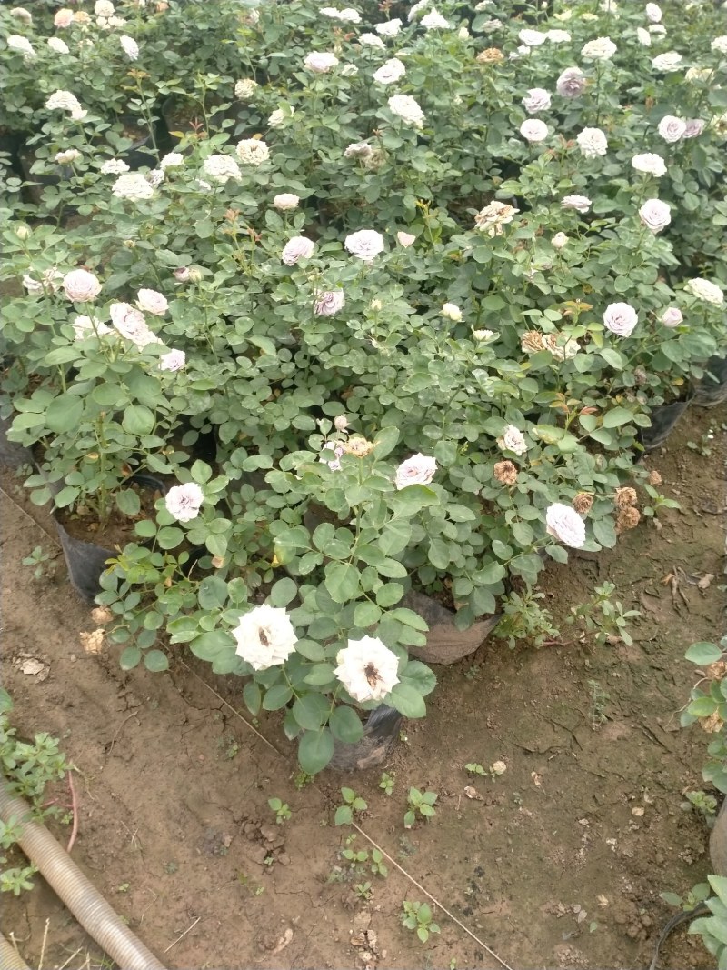 玫瑰苗20~30cm玫瑰花苗大花带花苞花卉观花绿植物盆