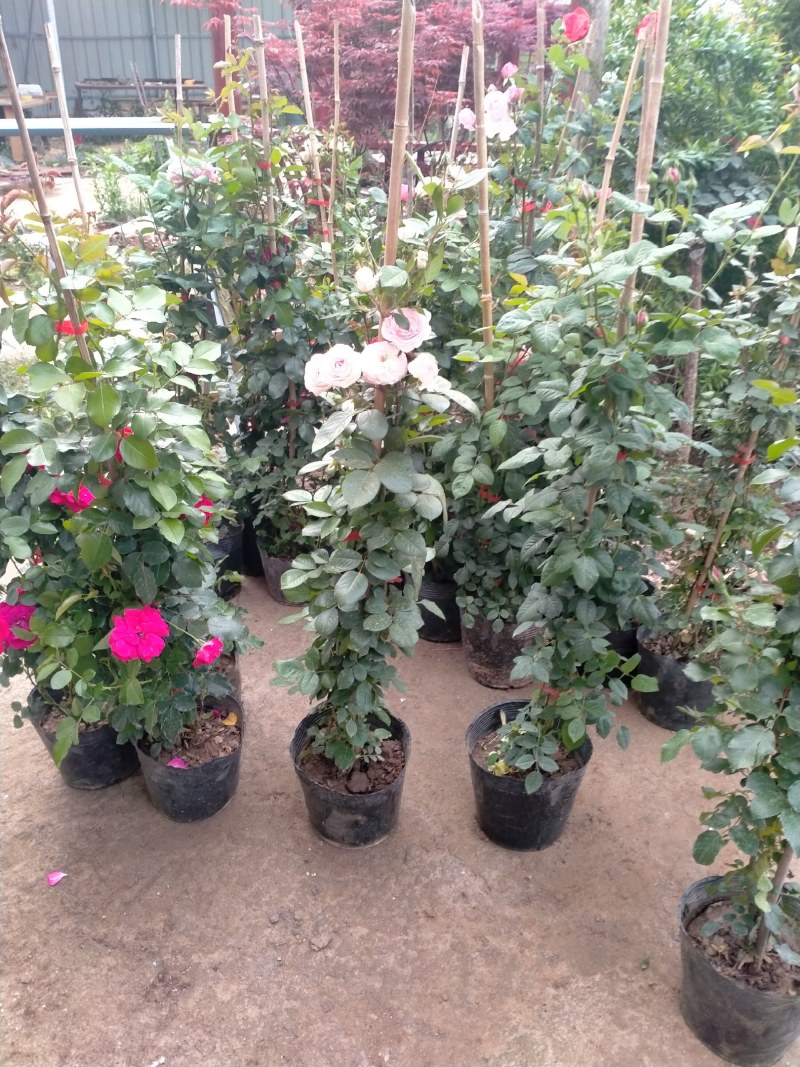 玫瑰苗20~30cm玫瑰花苗大花带花苞花卉观花绿植物盆