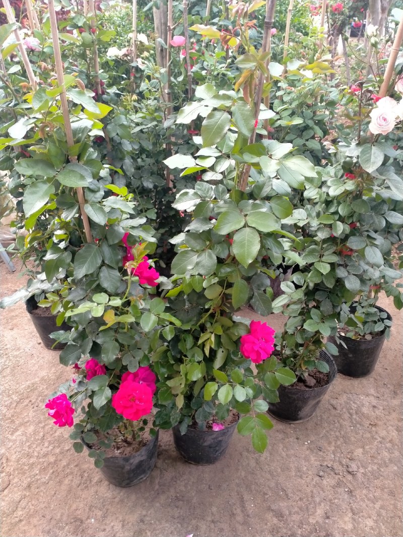 玫瑰苗20~30cm玫瑰花苗大花带花苞花卉观花绿植物盆