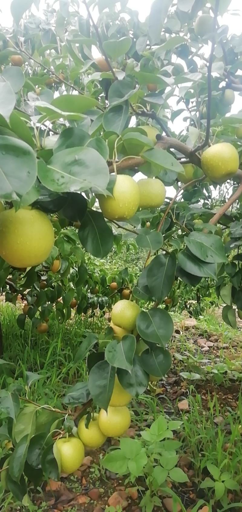 量大从优，全国发货。保质保量。