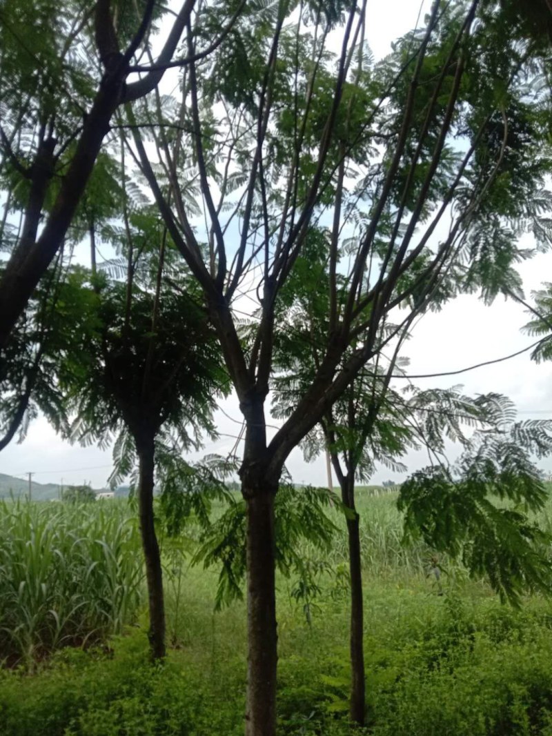 兰花楹，宫粉紫荊，桃花