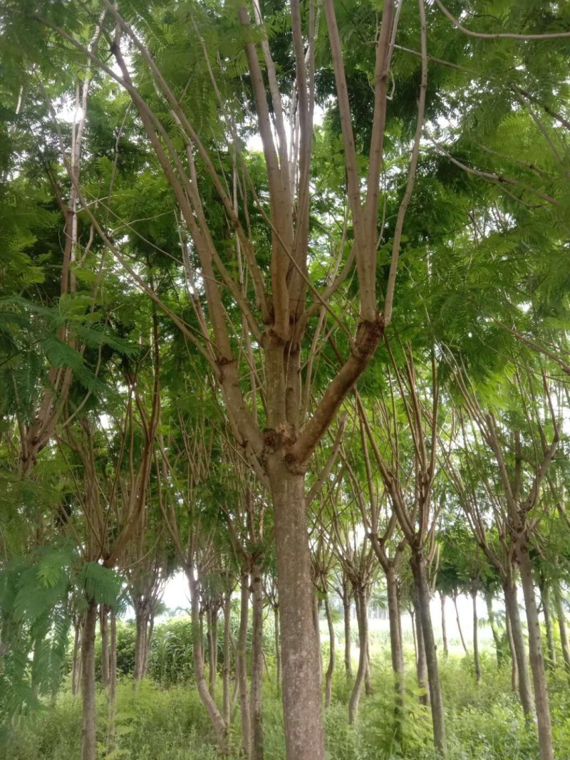 兰花楹，宫粉紫荊，桃花