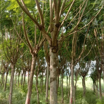 兰花楹，宫粉紫荊，桃花