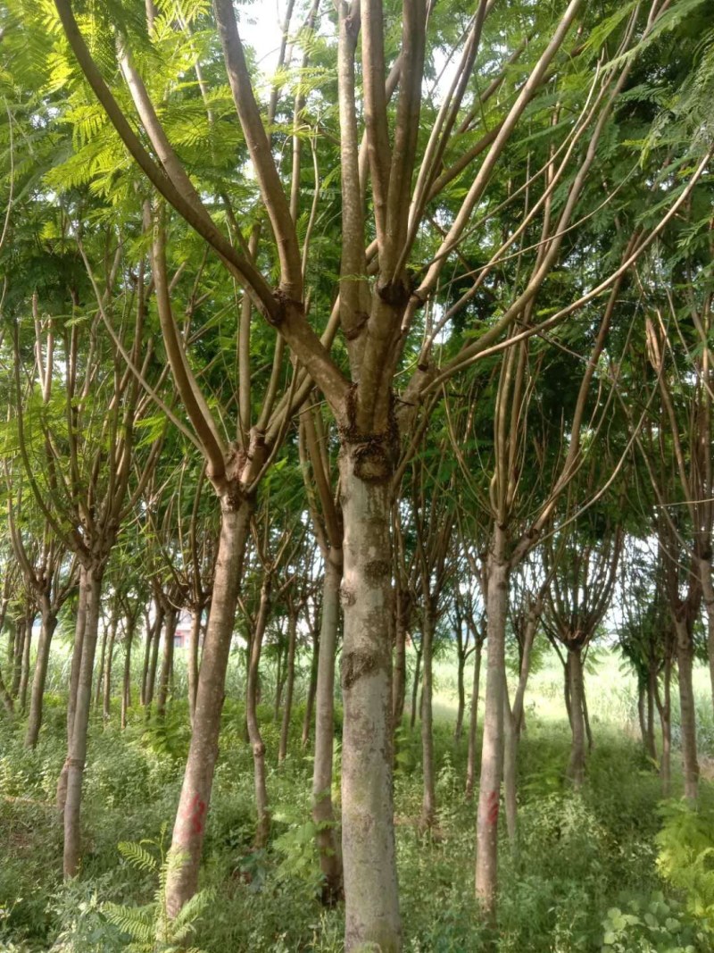 兰花楹，宫粉紫荊，桃花