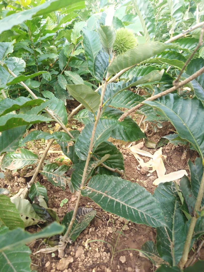 嫁接良种大红袍板栗苗农大一号板栗苗品种纯正产量高成活率高