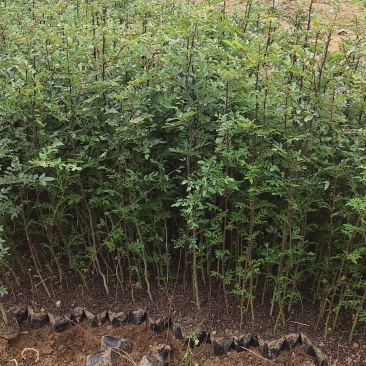 大红袍，贡椒，雪椒，花椒树苗基地直发货量大从优