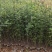 大红袍，贡椒，雪椒，花椒树苗基地直发货量大从优