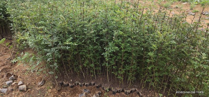 大红袍，贡椒，雪椒，花椒树苗基地直发货量大从优